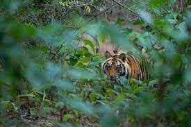 The tiger census of 2018, showed an increase in the population of india's national animal. Gl Dxgelsxfq1m