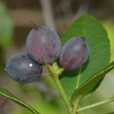 Image result for Carissa praetermissa