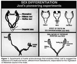 It also shows what's typically missing in women with mrkh. Scielo Brasil Anti Mullerian Hormone In Disorders Of Sex Determination And Differentiation Anti Mullerian Hormone In Disorders Of Sex Determination And Differentiation