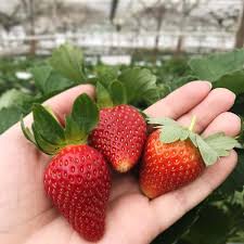 Tetapi ada satu benda yang saya tidak. 11 Best Strawberry Farms In Cameron Highlands Breakdown Guide 2021