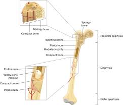 Labeled diagram of an osteon. Bone Tissue Structure Course Hero