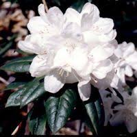 Rhododendron Dora Amateis From Rarefind Nursery Plants Rhododendron Garden