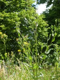 Image result for Tolpis capensis