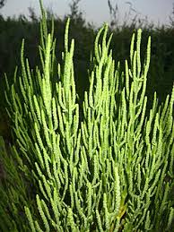 Image result for Salicornia pachystachya