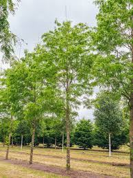 Image result for Tricalysia acocantheroides