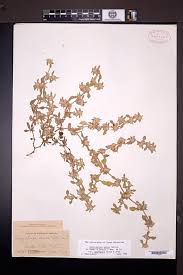 Image result for Guilleminea densa