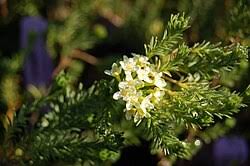 Image result for Gnidia