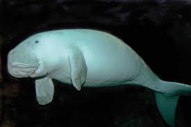 The dugong's brain only makes up 0.1% of its bodyweight—300 grams of 400kg! Okinawa Dugong