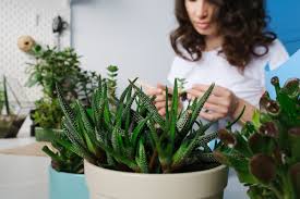 Queste piante grasse che hanno subito shock da freddo tenderanno a fiorire per perpetuare la specie. 7 Piante Grasse Da Esterno Resistenti Al Freddo