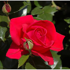 Prescott flowers delivered for all occasions that suit all tastes and budgets. Red Flame Climbing Rose