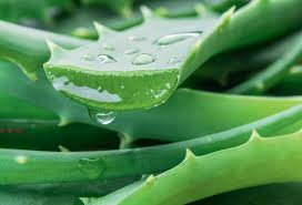 Image result for Vernonia musofensis