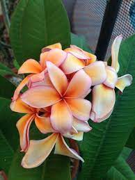 David L Queen Amber Plumeria Flowers Love Flowers Frangipani