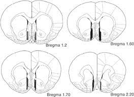 The mapt gene is conserved in chimpanzee, rhesus monkey, dog, cow, mouse, rat, chicken, and frog. Diagrams Of Coronal Sections From The Rat Brain Atlas Paxinos And Download Scientific Diagram