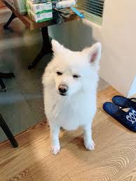 Bts Weverse Fancafe Updates On Twitter In 2020 Bts Dogs Pets Dogs