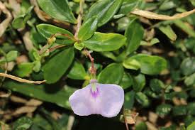 Image result for Afrohybanthus enneaspermus