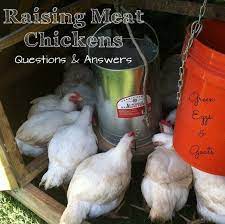 Raising Meat Chickens Raising Meat Chickens Meat Birds Meat Chickens