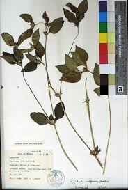 Image result for Synedrella