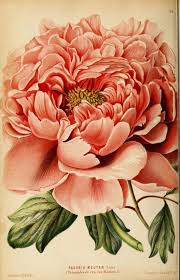 Remodelaholic 25 Free Printable Vintage Floral Images Botanical Prints Flower Art Botanical Flowers