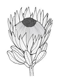 Black And White With One Color Drawing Glorious Protea Flowers To Color Protea Art Flower Drawing Drawings