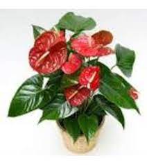 Anthurium Plant Anthurium Plant Bonsai Plants For Sale Plants