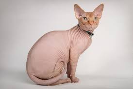 Hair loss from notoedres cati is seen on the ears, neck, eyelids and other facial and upper body regions. Do Other Animals Besides Humans Go Bald Science Smithsonian Magazine