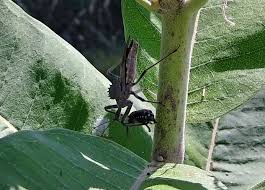 The list below showcases all missouri insects (1,016 found) currently in the insectidentification.org database. Death To Japanese Missouri Dept Of Conservation Facebook