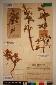 Image result for Vangueriopsis lanciflora