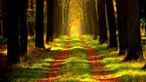 Nature Wallpapers Full Hd Hdtv Fhd 1080p Desktop Backgrounds Hd Pictures And Images Nature full hd wallpapers 1920x1080. nature wallpapers full hd hdtv fhd
