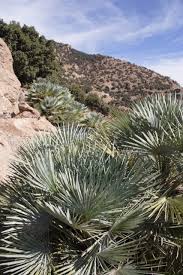 Image result for Xerophyta humilis