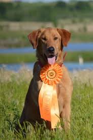Showcasing a beautiful selection of puppy dogs for sale, our pups are brimming with lots of love and cuteness. Bird Dog Labs Quality Working Black Chocolate Yellow And Fox Red Labrador Retrievers