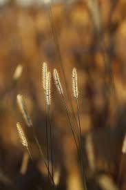 Image result for Setaria pseudaristata