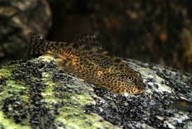 Image result for Kotschya speciosa