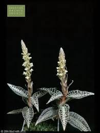 Image result for Goodyera