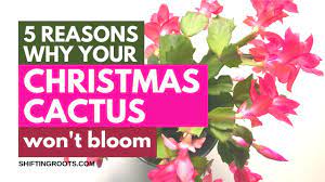 How to grow a christmas cactus from a broken piece. Why Won T My Christmas Cactus Bloom And What To Do About It Shifting Roots