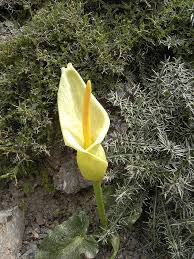 Image result for Stylochaeton borumensis