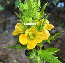 Image result for Alectra rigida