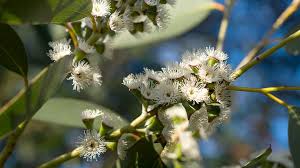 Image result for Eucalyptus sp.