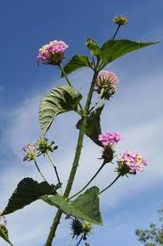 Image result for Lantana moldenkei