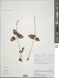 Image result for Achyrospermum ciliatum