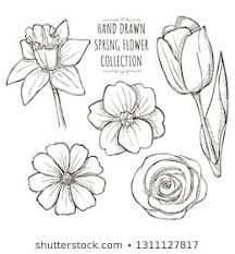 Anemone Clipart Black And White Similar Images Stock Photos Vectors Of Drawing Anemone Flowers Illustration Vector Clipart 619695 How To Draw Hands Flower Illustration Flower Art Drawing