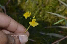 Image result for Utricularia stellaris