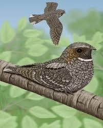 Birds That Lay Eggs On The Ground Ontario Eastern Whip Poor Will Birds