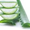 Alkaloid dalam sirih dapat menurunkan kadar glukosa darah dengan menghambat penyerapan glukosa di usus. 1