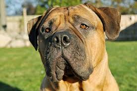 Be aware of your pet's environmental triggers and don't the vast majority of reverse sneezing in dogs requires no professional medical treatment. Reverse Sneezing In Dogs