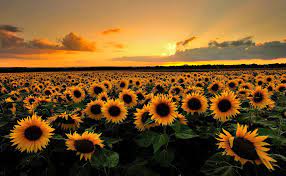 Making your desktop motivate you is one of the best ways to optimize it. Sunflower Desktop Wallpapers Top Free Sunflower Desktop Backgrounds Wallpaperaccess