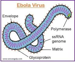 images?q=tbn:ANd9GcR3KXcxBMyVDU42im5EW5a