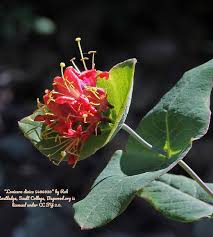 Image result for Lonicera