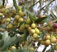 California Arbequina Arbosana Koroneiki Extra Virgin Olive Oil Olio Olive Oil Arbequina Olive Tree Olive Tree Citrus Trees