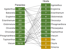Image result for Viscum shirense
