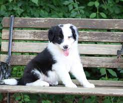 Relaxed Bordercollie